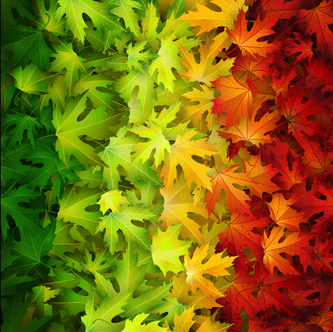 Realistic autumn leaves pattern vector graphics 04