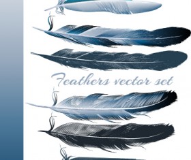 Realistic feathers vector design set 01