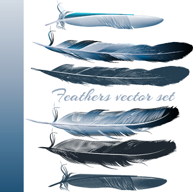 Realistic feathers vector design set 01