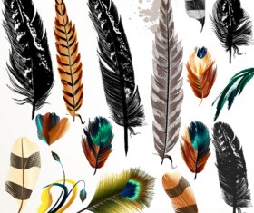 Realistic feathers vector design set 03