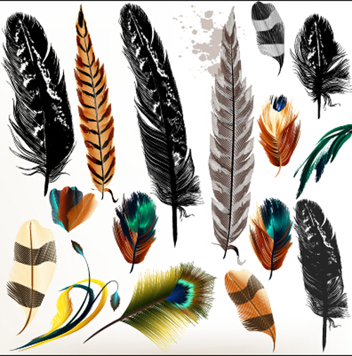 Realistic feathers vector design set 03