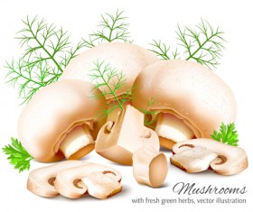 Realistic mushrooms vector material