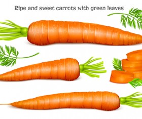 Ripe carrots with green leaves vector