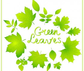Shiny green leaves vector background