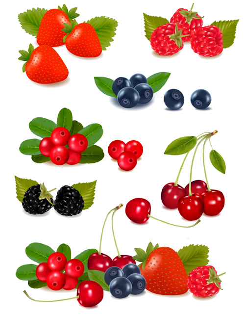 Vivid berry design elements vector 01