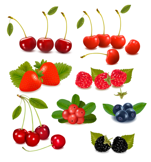 Vivid berry design elements vector 02