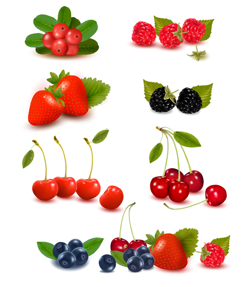 Vivid berry design elements vector 03