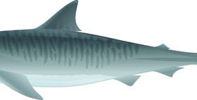 Vivid shark design vectors set 08