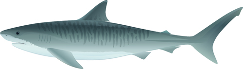 Vivid shark design vectors set 08