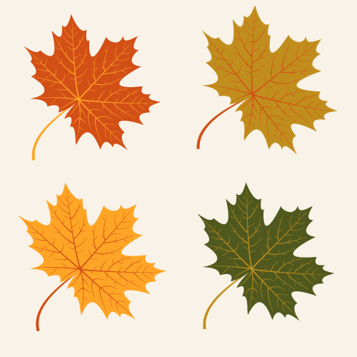 4 Kind autumn leaves vector material
