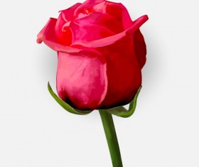 Drawing rose bud vector material 01