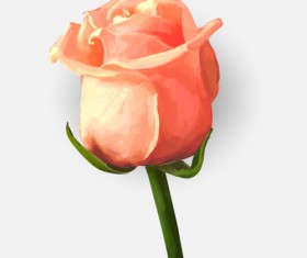 Drawing rose bud vector material 02
