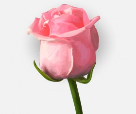 Drawing rose bud vector material 03