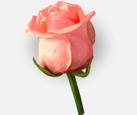 Drawing rose bud vector material 04
