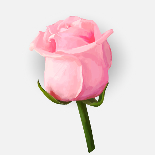 Single flower illustration - Rose Bud
