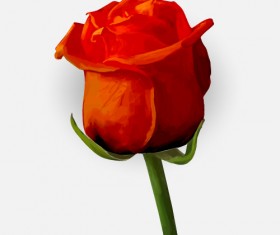 Drawing rose bud vector material 10