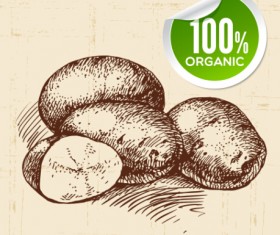 Hand drawn vegetables with organic sticker vector 02