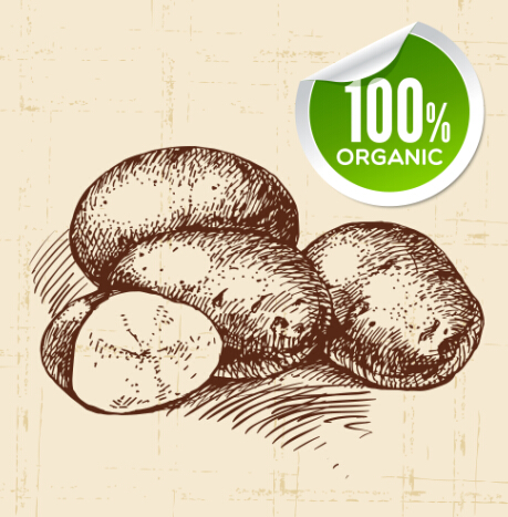 Hand drawn vegetables with organic sticker vector 02