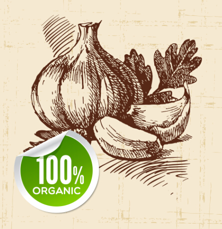 Hand drawn vegetables with organic sticker vector 03