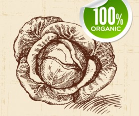 Hand drawn vegetables with organic sticker vector 04