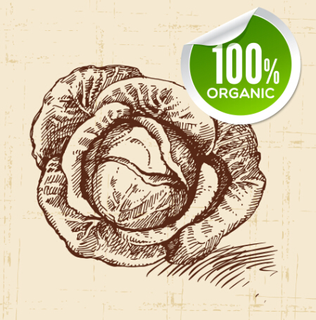 Hand drawn vegetables with organic sticker vector 04