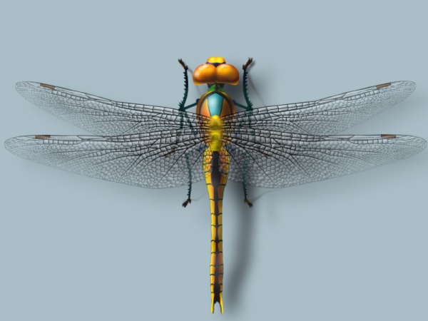 Realistic dragonfly PSD material