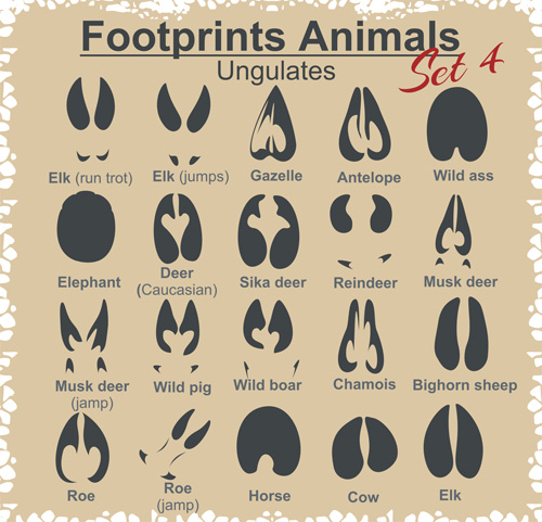 Various footprints animals design vectors 02