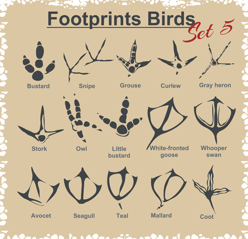 Various footprints animals design vectors 03