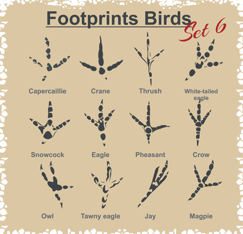 Various footprints animals design vectors 04