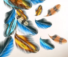 Abstract feathers art illustration vector
