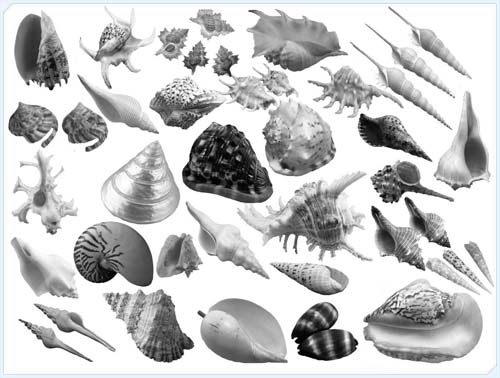 Different Conch and Shell Photoshop Brushes