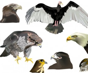 Eagle with head drawn vector 02