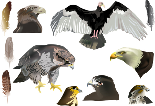 Eagle with head drawn vector 02