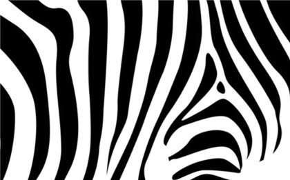 Zebra pattern textured vector