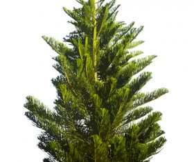 Christmas green fir-tree vector material 01