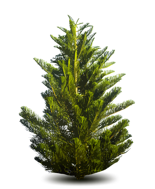 Christmas green fir-tree vector material 01