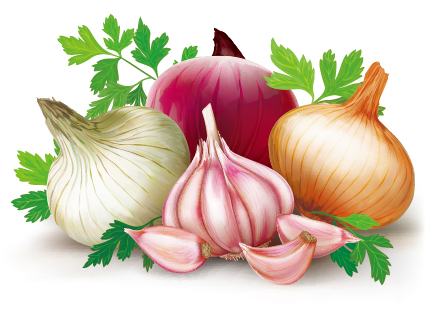 Garlic with onions vector design