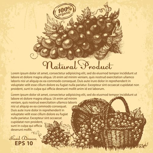 Hand drawn grapes background vintage vector 02