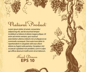Hand drawn grapes background vintage vector 03