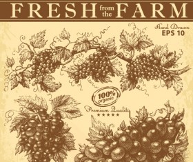 Hand drawn grapes background vintage vector 04