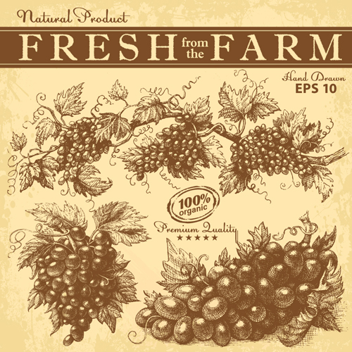 Hand drawn grapes background vintage vector 04