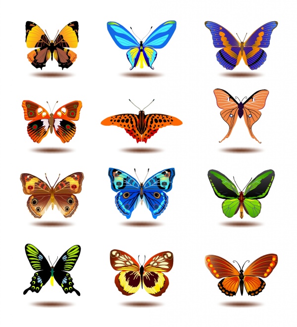 Beautiful butterflies vectors set