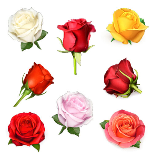 Colored roses design vectors