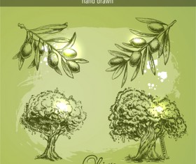 Hand drawn vintage olive vector 02