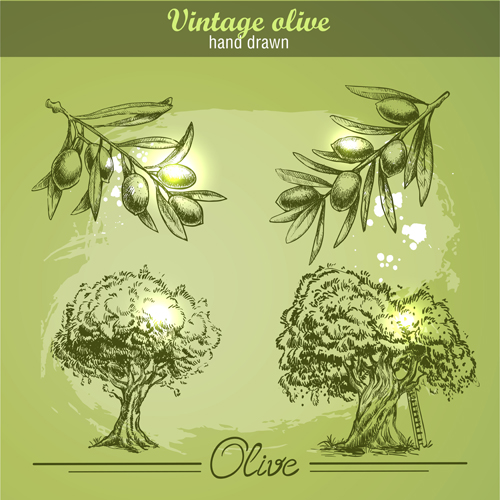 Hand drawn vintage olive vector 02
