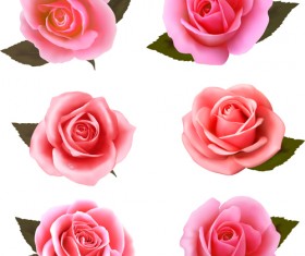 Pink roses vectors set