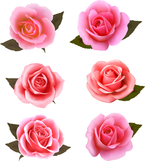 Pink roses vectors set