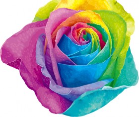 Raibow rose vector material