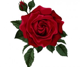 Red rose realitic vector 01