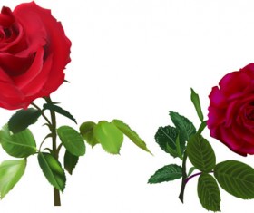 Red rose realitic vector 02